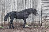 Yawning Horse_26941
